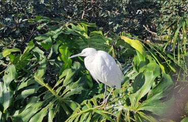 A white heron sits in a green forest.