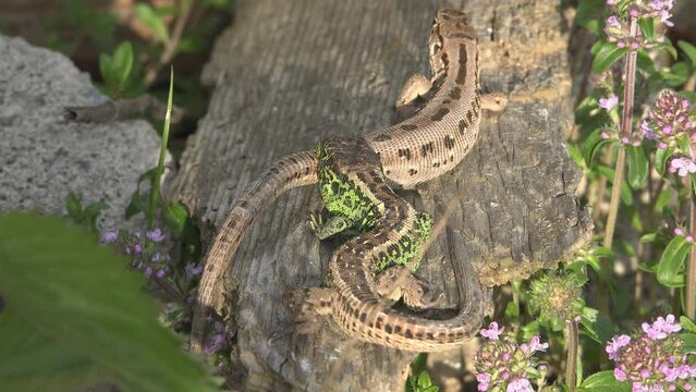 Sand lizard (Lacerta agilis) male bites female tail as mating behavior