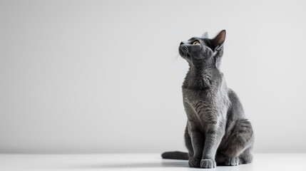 Gray cat on white background silver-blue, or Korat Thai cat Auspicious cat, portrait kitten, gray cat looking top, background cover banner ads., copy space