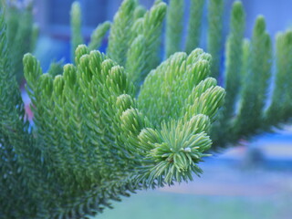close up of a cactus