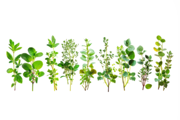 with seedlings of herbs and aromatic plants creating a sensual and visually pleasing composition against a white background.