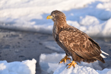 Bird watching with floating ices in winter