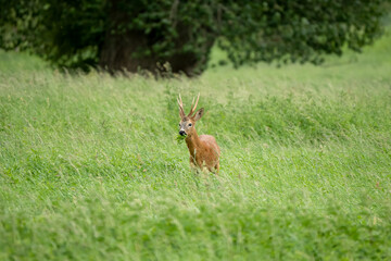 roe deer (Capreolus capreolus) feeding in a field of green winter grass
