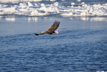 Bird watching with floating ices in winter