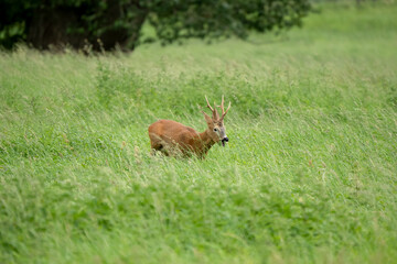 roe deer (Capreolus capreolus) feeding in a field of green winter grass