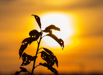Silhouette of plant against sunrise or sunset sky. Leaves gnawed by insects.