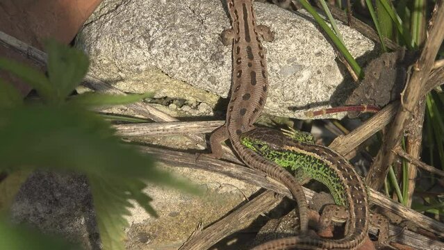 Sand lizard (Lacerta agilis) male bites female's back as mating behavior