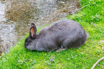Fototapeta premium Beautiful rabbit sitting in green grass on a lawn