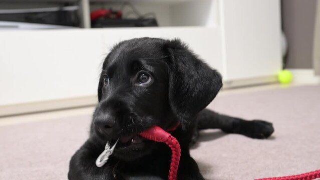 じゃれている大型犬のころの子犬