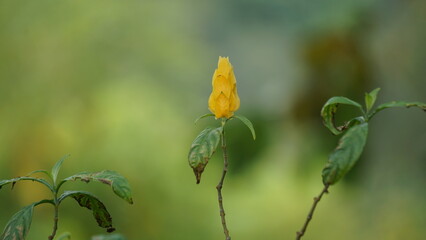 Pachystachys lutea (golden shrimp plant, lollipop plant, lilin emas, tanaman lolipop). It is a tropical, soft-stemmed evergreen shrub between 0.5 and 2.5 meters tall