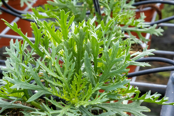 Leaves of Glebionis coronaria, grow at the greenhouse - 727755488