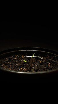 Small Plant Growing, tomato, timelapse, vertical 