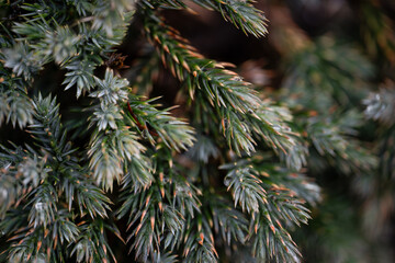 Green Christmas tree texture with blurred background