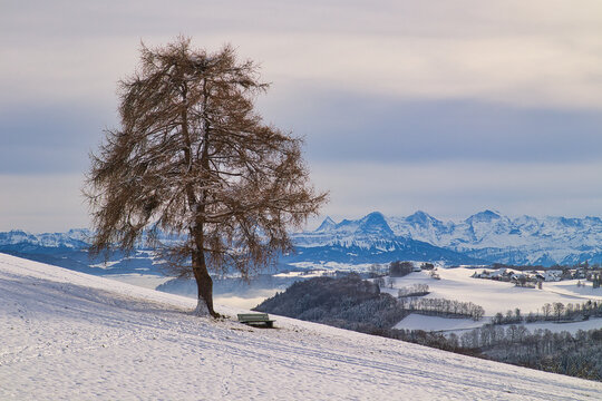 Einsame Bank und Baum