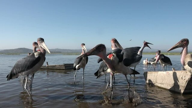 Wildlife of Africa. Birds. Marabou stork in the lake. Large African marabou wading bird in natural conditions. Ethiopia, Africa. Ornithology, animals close-up.