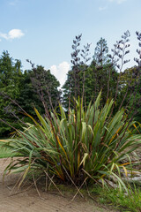 close-up of fresh nature plant growth 