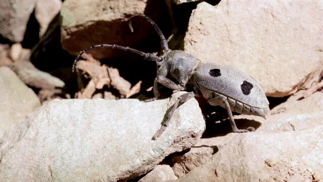 Close-up of the endangered funereal longhorn beetle (Morimus asper funereus)  walking between stones. Slow motion