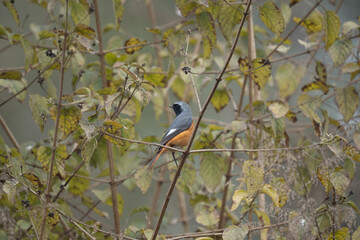Environmental Hodgsons Redstart Shot