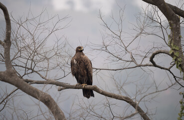 Steppe Eagle Perched on a Branch