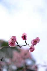 pink cherry blossom