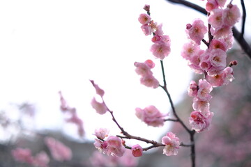 pink cherry blossom