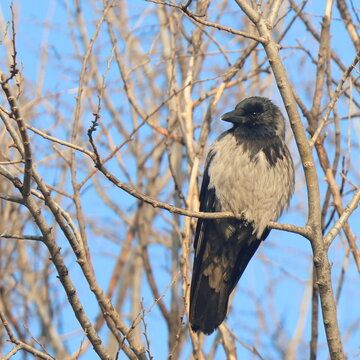 cornacchia fra i rami