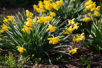 Obraz premium Yellow double narcissus Tahiti blooms in the garden
