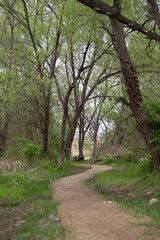 Scenery of a country road with trees and green forest
