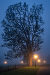 Silhouette of tree illuminated by vintage street lamps, vanishing in thick fog at night. Moody Phoenix Park, Dublin, Ireland