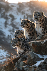 Fototapeta premium Snow leopard family in the mountain region with setting sun shining. Group of wild animals in nature.