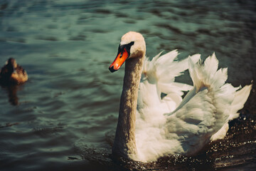 As though a dream come to life, the white swan's delicate movements create a mesmerizing sight as...