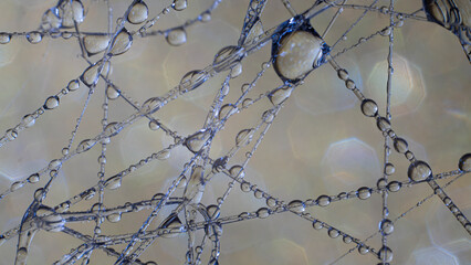 Macro water drops