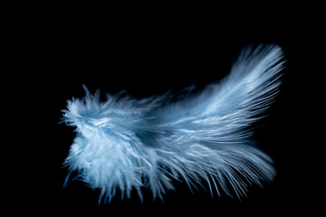 Mirrored feather closeup on a black background
