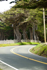 Obraz premium country road winds through the old growth pine forest