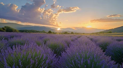 Foto auf Glas Wonderful scenery, amazing summer landscape of blooming lavender flowers, peaceful sunset view © mirifadapt