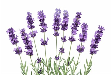 Naklejka premium Lavender flowers on white background