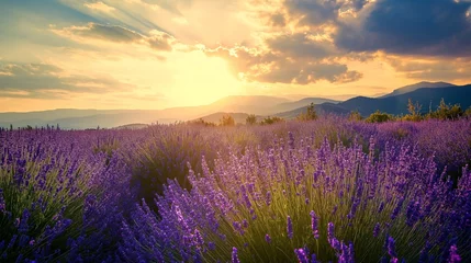 Zelfklevend Fotobehang Wonderful scenery, amazing summer landscape of blooming lavender flowers, peaceful sunset view © mirifadapt