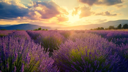 Gordijnen Wonderful scenery, amazing summer landscape of blooming lavender flowers, peaceful sunset view © mirifadapt