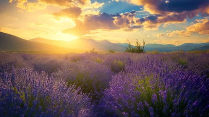 Fotobehang Wonderful scenery, amazing summer landscape of blooming lavender flowers, peaceful sunset view © mirifadapt