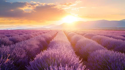 Poster Wonderful scenery, amazing summer landscape of blooming lavender flowers, peaceful sunset view © mirifadapt