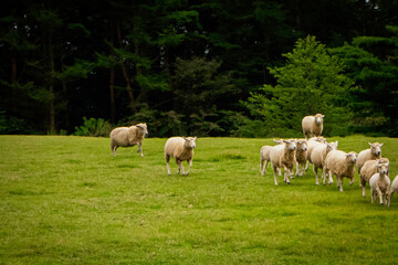 Obraz premium 走る羊の群れ