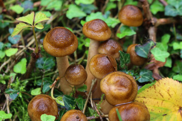 Close-up of clump of Honey Fungus mushroom after rain in the forest. Armillaria mellea