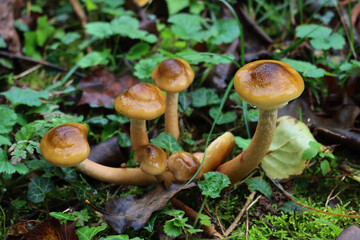Close-up of clump of Honey Fungus mushroom after rain in the forest. Armillaria mellea