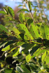 Close-up of common Privet with green leaves with dry brown spots. Ligustrum vulgare tree with disease in the garden 