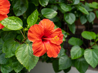A Close Up View of a Perfectly Blossomed Red Hibiscus Flower with Long Pistil and Spade-Shaped Green Leaves