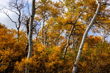 Police Outpost Provincial Park in Alberta, Canada