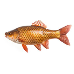 Fototapeta premium fish on white background