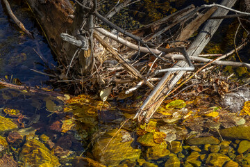PRA Island Lake, Municipality of Crowsnest, Alberta, Canada