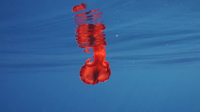 Red Sea Slug swims in blue sea reflected in water surface in sunrays. Spanish Dancer Nudibranch (Hexabranchus sanguineus) swimming under surface of water reflecting in it on sunny day, Slow motion