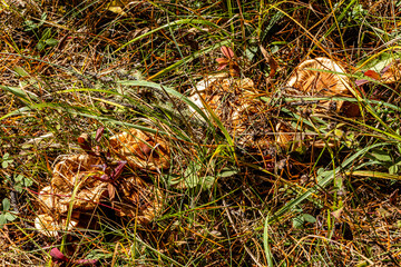 Ram Falls Provincial Park Clearwater County Alberta Canada